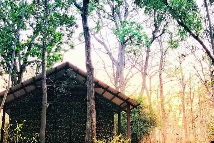 Scenic forest pathway through the 12-acre property at Dew Drops Resort